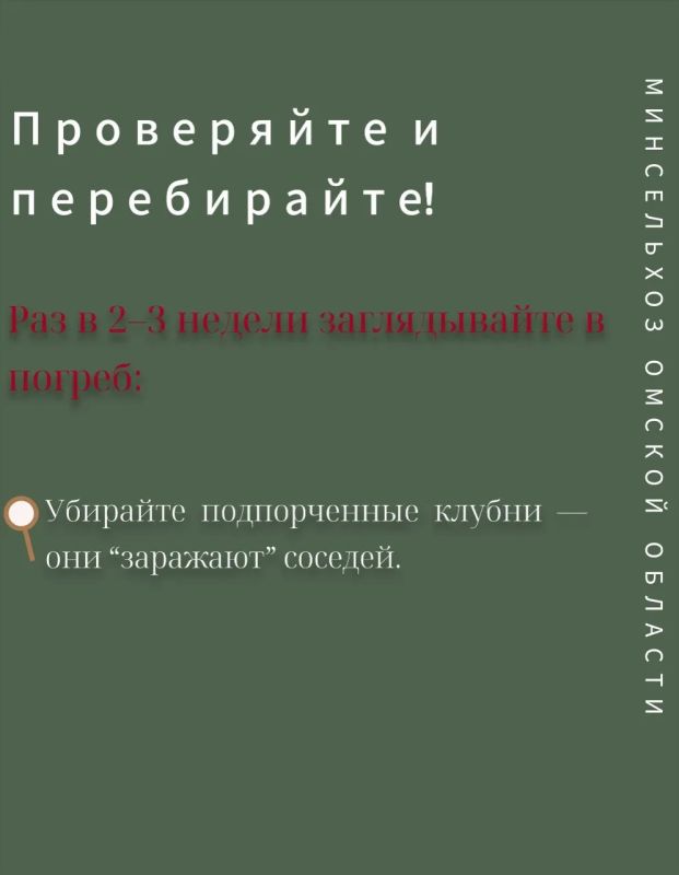 Советы по сбору и хранению картофеля от Министерства сельского хозяйства, пищевой и перерабатывающей промышленности Омской области Советы по сбору и хранению картофеля от Министерства сельского хозяйства, пищевой и перерабатывающей промышленности Омской области