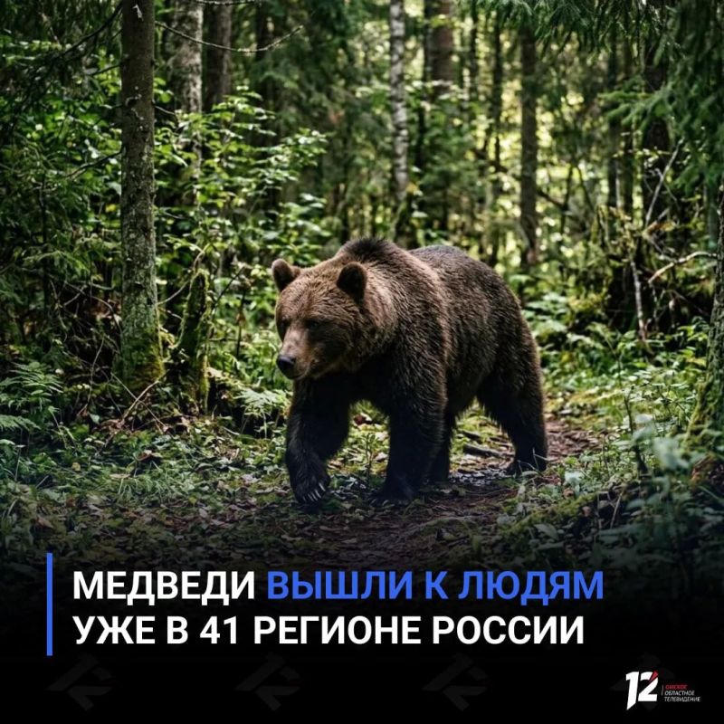 Медведи вышли к людям уже в 41 регионе России