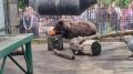 В Большереченском зоопарке медведи уже перешли на осеннее меню