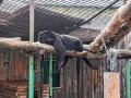 В Большереченском зоопарке показали черного леопарда