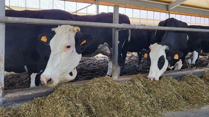 Ученые Омского ГАУ разрабатывают систему прогнозирования продуктивности коров