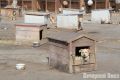 В омском муниципальном приюте — новый директор