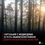 Ситуация с медведями в Усть-Ишимском районе взята на контроль властей
