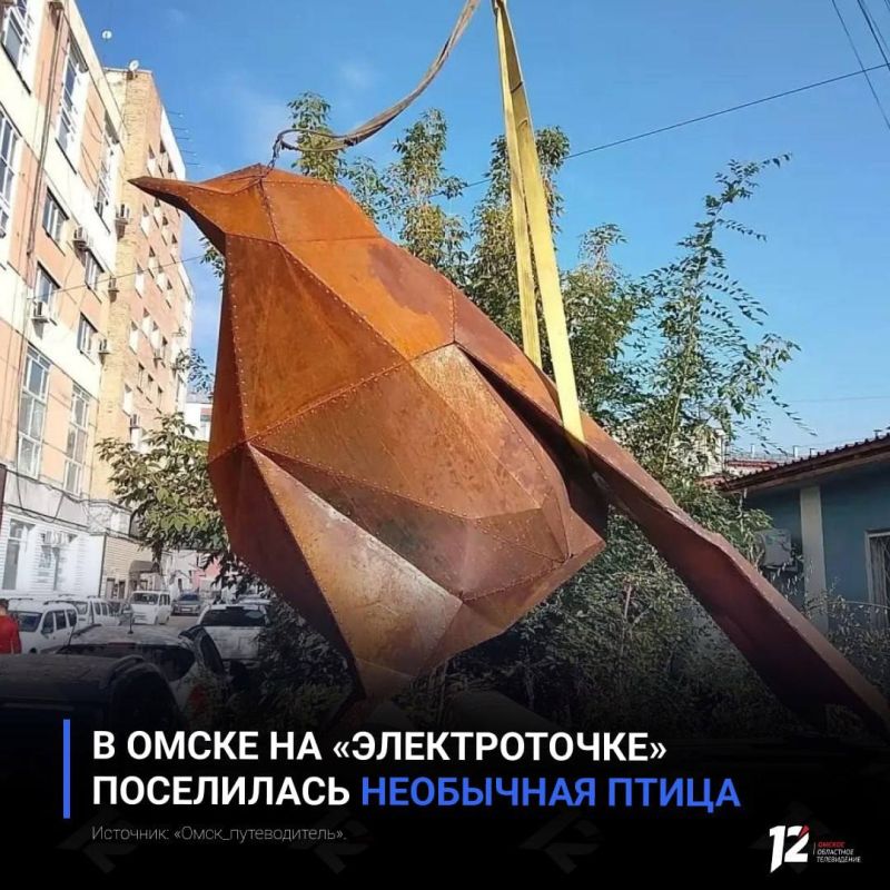 В Омске на «Электроточке» поселилась необычная птица