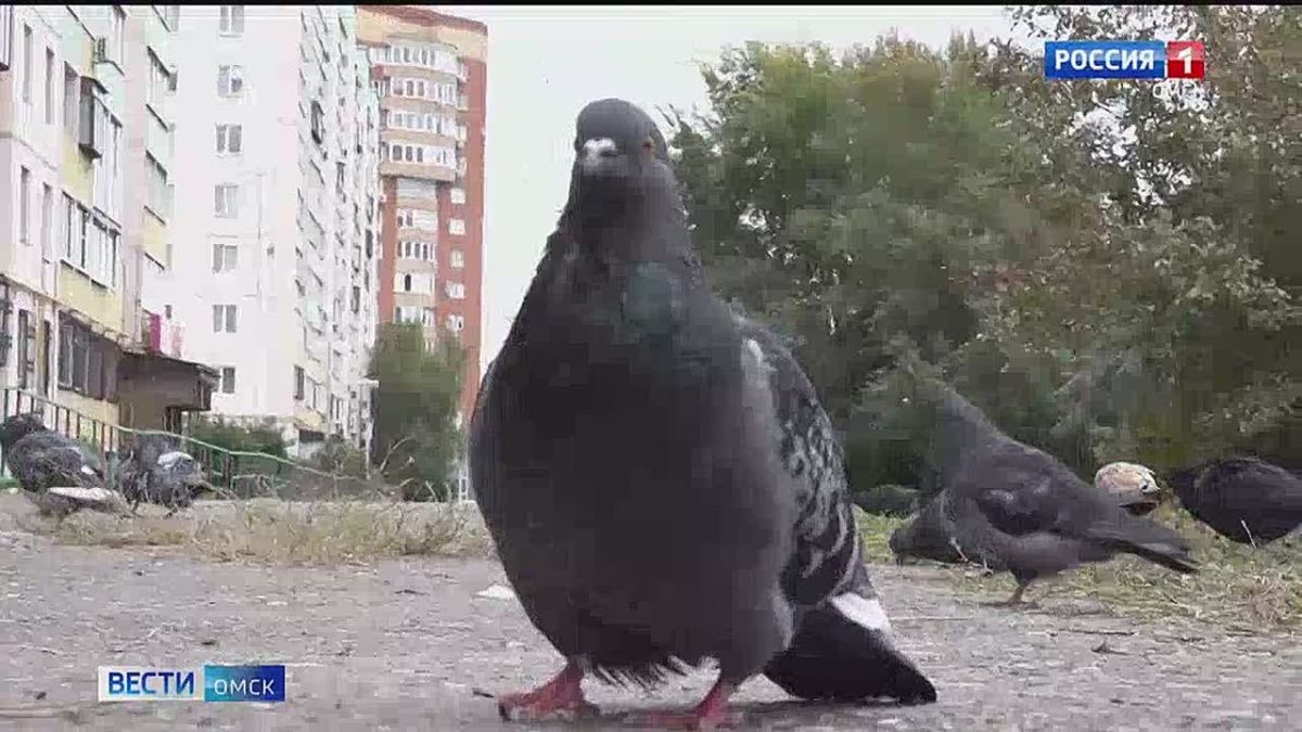 В Омске на Левобережье разгорелся конфликт из-за местной жительницы, кормящей голубей