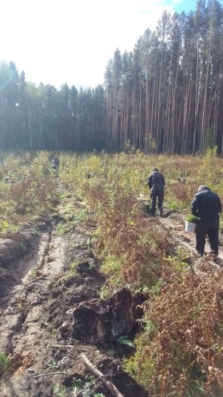 В Муромцевском районе лесоводы высадили 10 тысяч сосен В Муромцевском районе лесоводы высадили 10 тысяч сосен