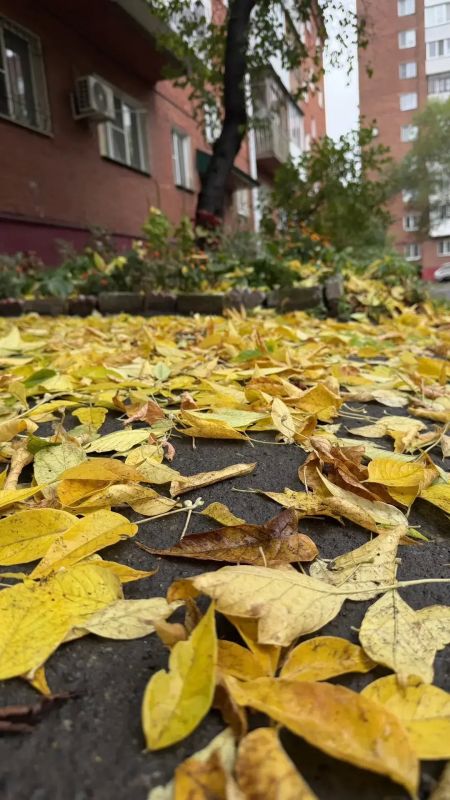 Омск накрыл листопад. Осень полноценно вступила в свои права — сегодня утром омичи увидели город, укрытый листьями: дороги, лавочки, автомобили, тротуары — всё в золотом ковре Омск накрыл листопад. Осень полноценно вступила в свои права — сегодня утром омичи увидели город, укрытый листьями: дороги, лавочки, автомобили, тротуары — всё в золотом ковре