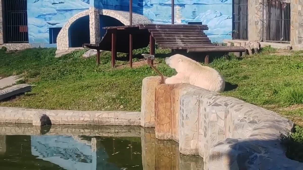 Думка из Большереченского зоопарка радуется омской погоде