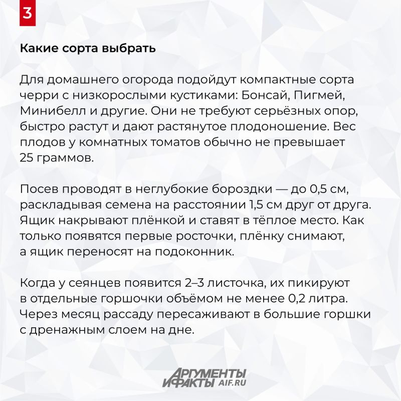 Успеете к Новому году! Агроном Клинг раскрыла секрет томатов на подоконнике Успеете к Новому году! Агроном Клинг раскрыла секрет томатов на подоконнике