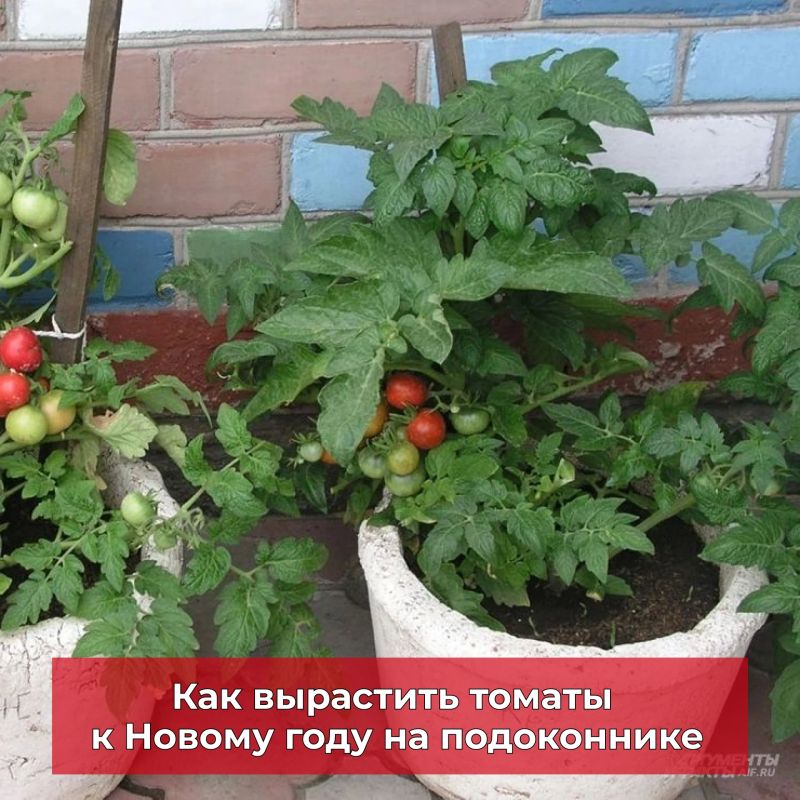 Успеете к Новому году! Агроном Клинг раскрыла секрет томатов на подоконнике