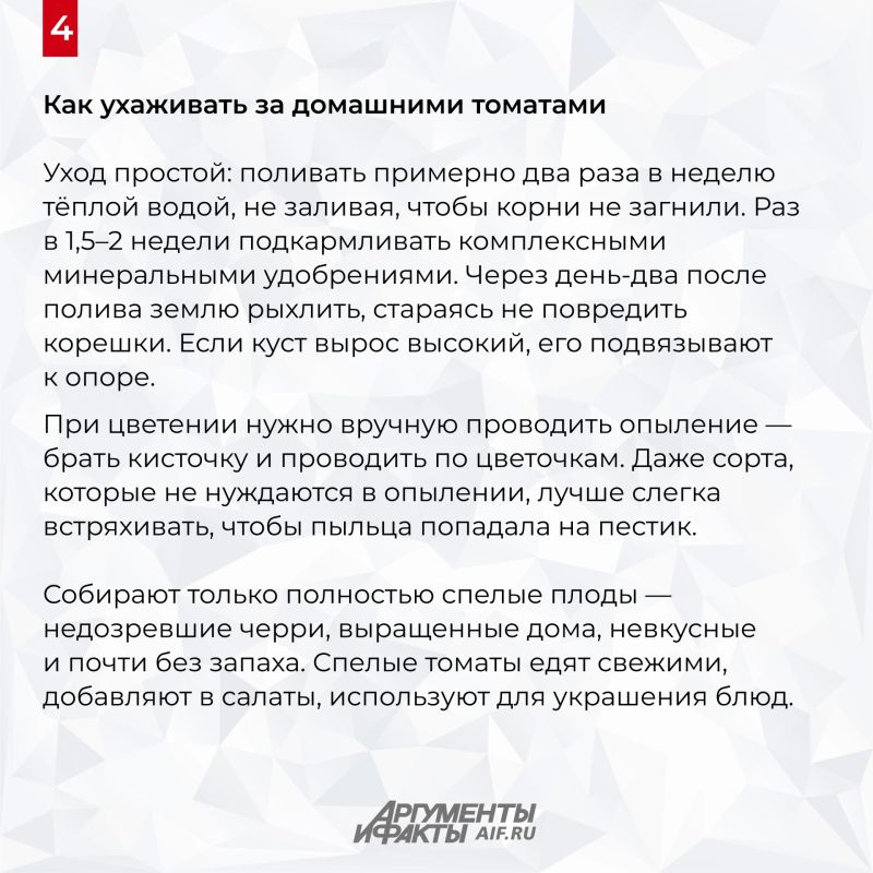 Успеете к Новому году! Агроном Клинг раскрыла секрет томатов на подоконнике Успеете к Новому году! Агроном Клинг раскрыла секрет томатов на подоконнике