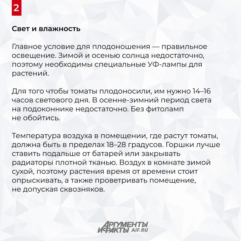 Успеете к Новому году! Агроном Клинг раскрыла секрет томатов на подоконнике Успеете к Новому году! Агроном Клинг раскрыла секрет томатов на подоконнике