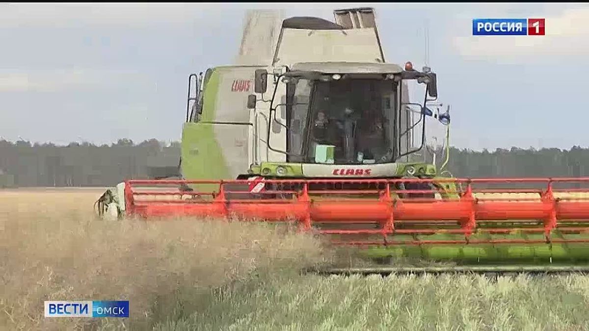 Омскую сою представили в Алтайском крае на агрофоруме «Золотая осень-2026»