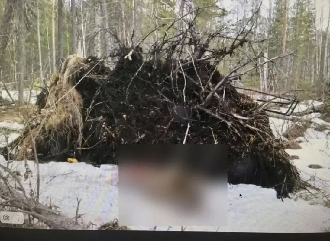 В Омской области в суд направили дело о незаконной охоте на лося