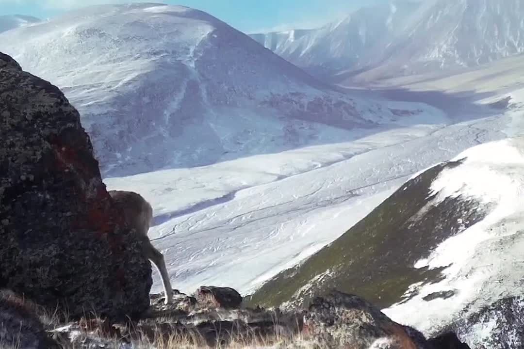 Алтайский горный баран укрывается от пронизывающего ветра