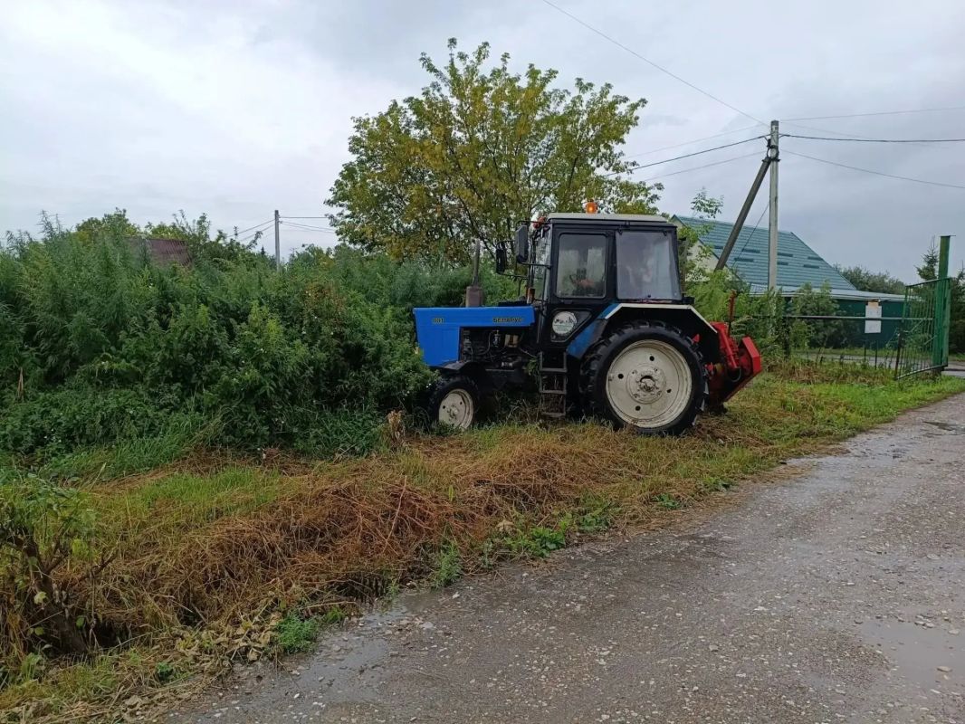 В Омске во время рейда уничтожили крупный участок дикорастущей конопли