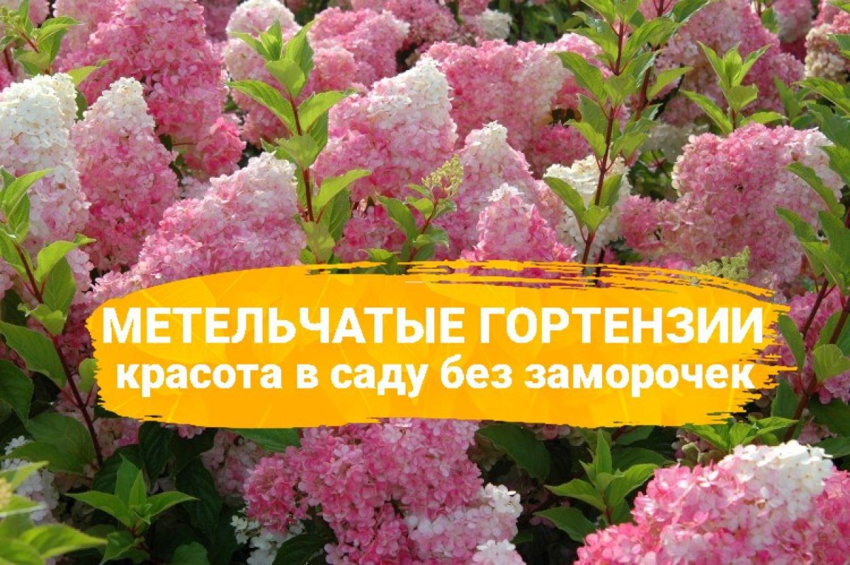 Гортензия метельчатая: чарующие сорта для вашего сада