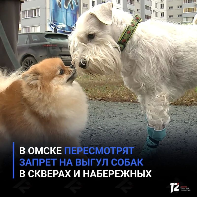 В Омске пересмотрят запрет на выгул собак в скверах и набережных